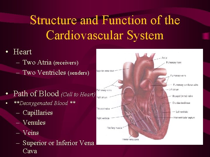 Structure and Function of the Cardiovascular System • Heart – Two Atria (receivers) – Structure and Function of the Cardiovascular System • Heart – Two Atria (receivers) –