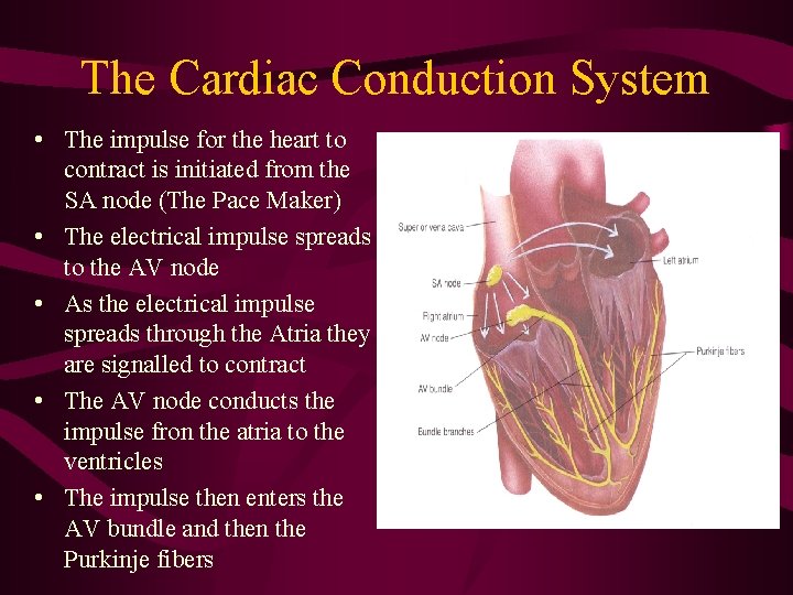 The Cardiac Conduction System • The impulse for the heart to contract is initiated The Cardiac Conduction System • The impulse for the heart to contract is initiated