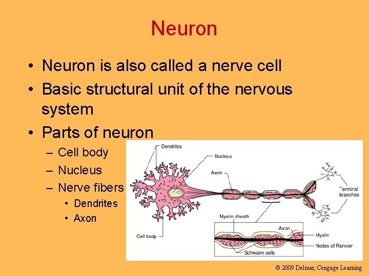 Neuron • Neuron is also called a nerve cell • Basic structural unit of