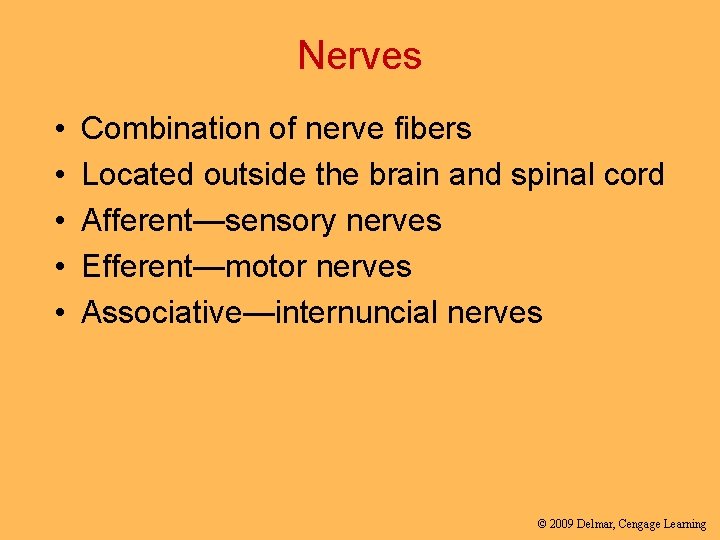 Nerves • • • Combination of nerve fibers Located outside the brain and spinal