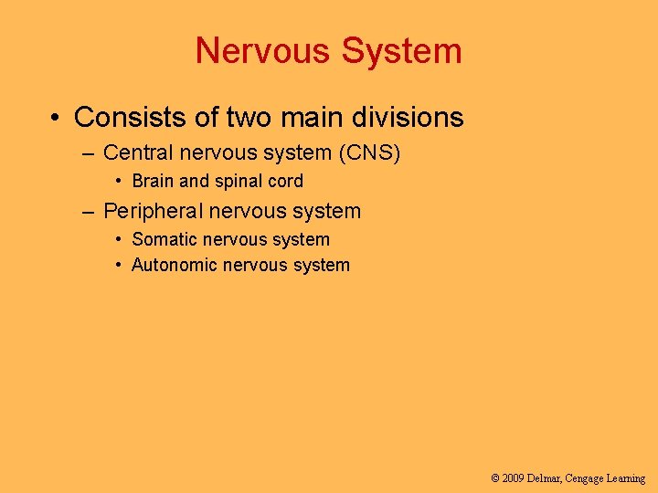 Nervous System • Consists of two main divisions – Central nervous system (CNS) •