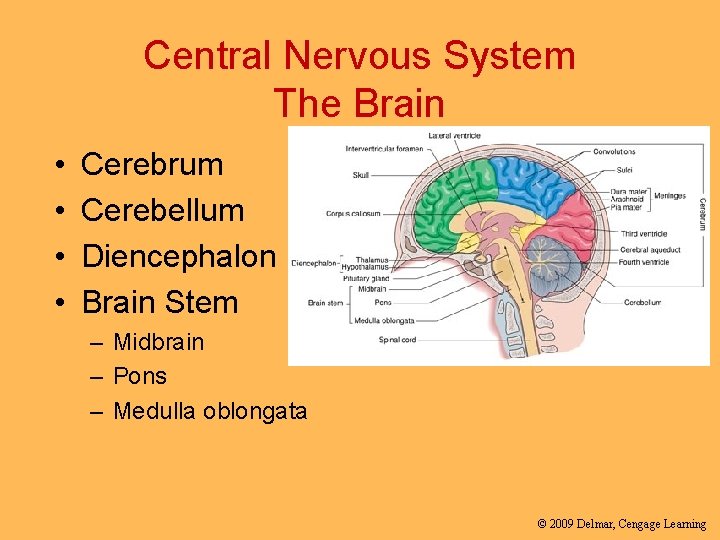 Central Nervous System The Brain • • Cerebrum Cerebellum Diencephalon Brain Stem – Midbrain