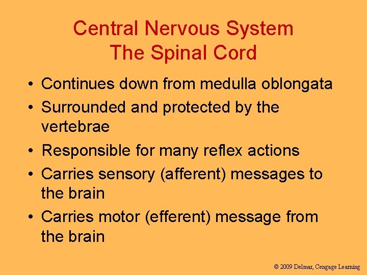 Central Nervous System The Spinal Cord • Continues down from medulla oblongata • Surrounded