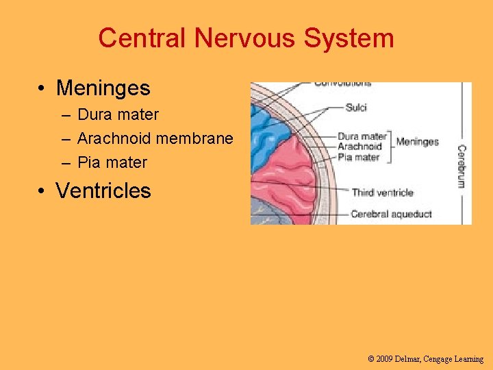 Central Nervous System • Meninges – Dura mater – Arachnoid membrane – Pia mater