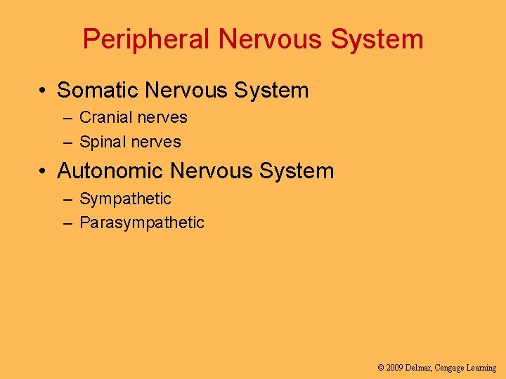 Peripheral Nervous System • Somatic Nervous System – Cranial nerves – Spinal nerves •