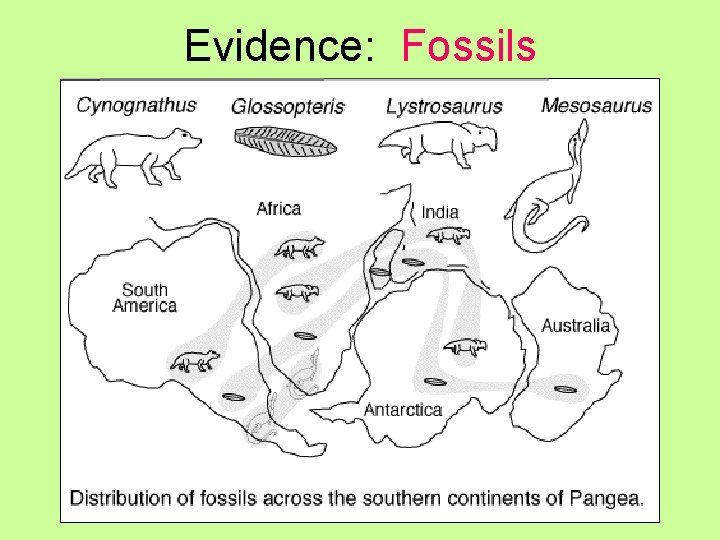 Evidence: Fossils 
