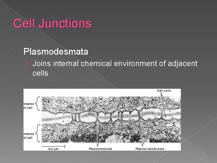 Cell Junctions Plasmodesmata › Joins internal chemical environment of adjacent cells 