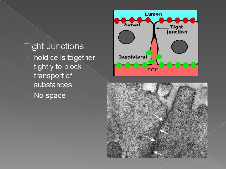  Tight Junctions: › hold cells together tightly to block transport of substances ›