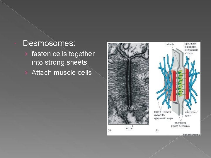  Desmosomes: › fasten cells together into strong sheets › Attach muscle cells 