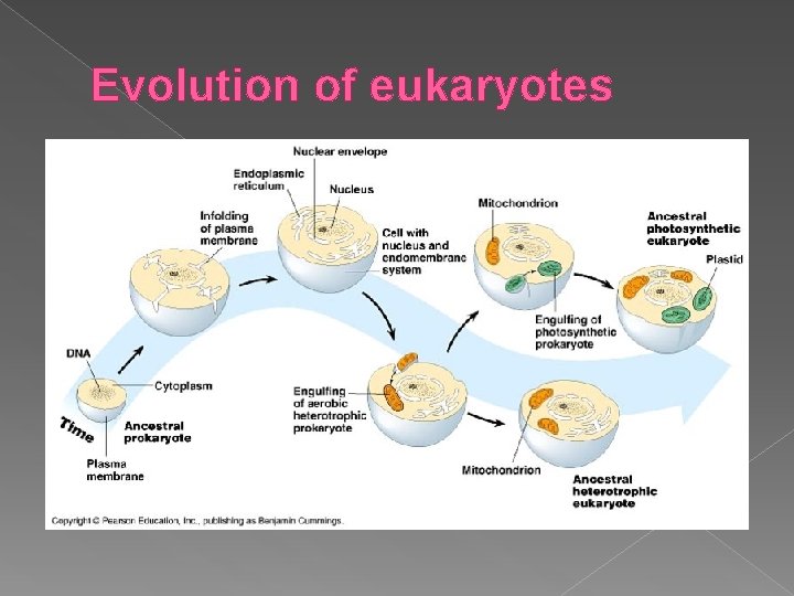 Evolution of eukaryotes 