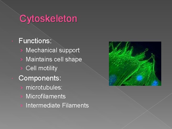 Cytoskeleton Functions: › Mechanical support › Maintains cell shape › Cell motility Components: ›