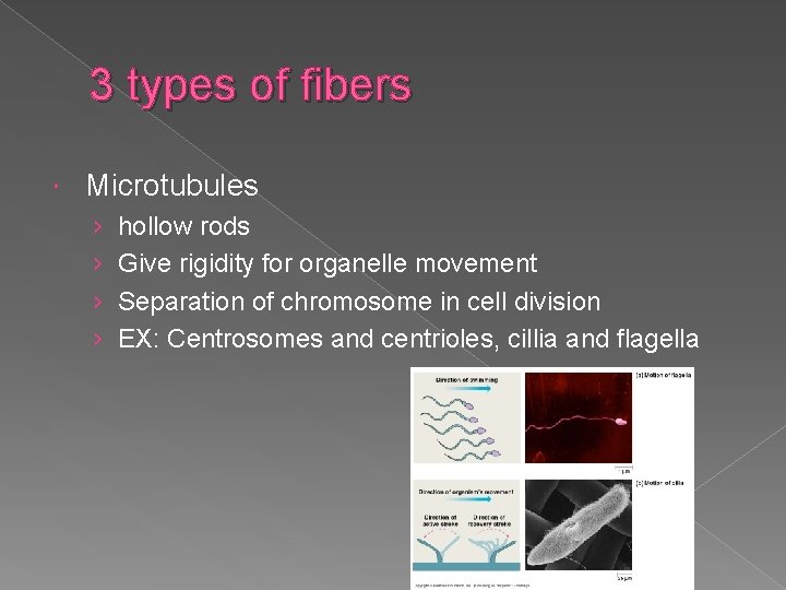 3 types of fibers Microtubules › › hollow rods Give rigidity for organelle movement