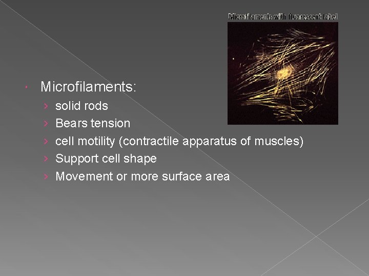  Microfilaments: › › › solid rods Bears tension cell motility (contractile apparatus of
