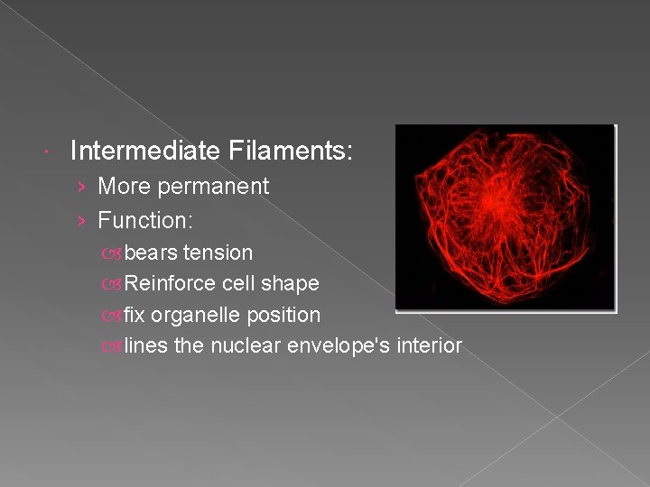  Intermediate Filaments: › More permanent › Function: bears tension Reinforce cell shape fix