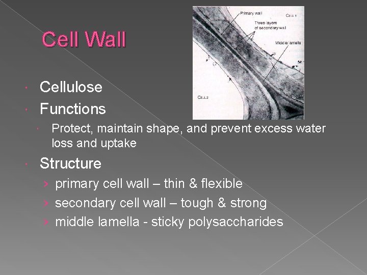Cell Wall Cellulose Functions Protect, maintain shape, and prevent excess water loss and uptake