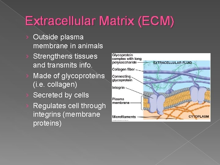 Extracellular Matrix (ECM) › Outside plasma membrane in animals › Strengthens tissues and transmits