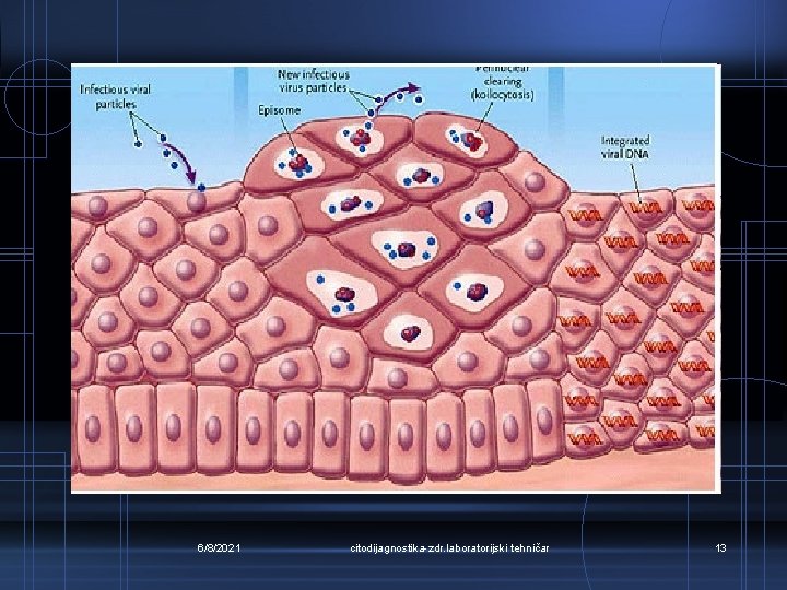 6/8/2021 citodijagnostika-zdr. laboratorijski tehničar 13 