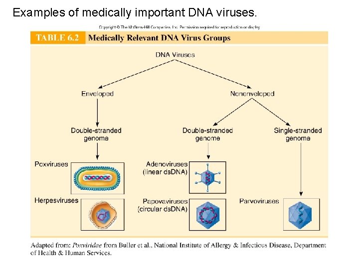 Examples of medically important DNA viruses. Examples of medically important DNA viruses.