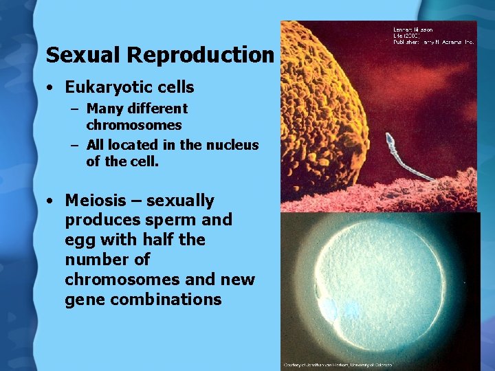 Sexual Reproduction • Eukaryotic cells – Many different chromosomes – All located in the