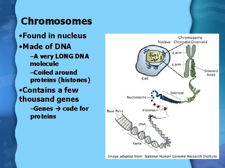 Chromosomes • Found in nucleus • Made of DNA –A very LONG DNA molecule