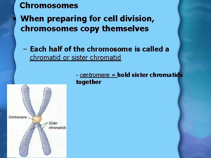 Chromosomes • When preparing for cell division, chromosomes copy themselves – Each half of
