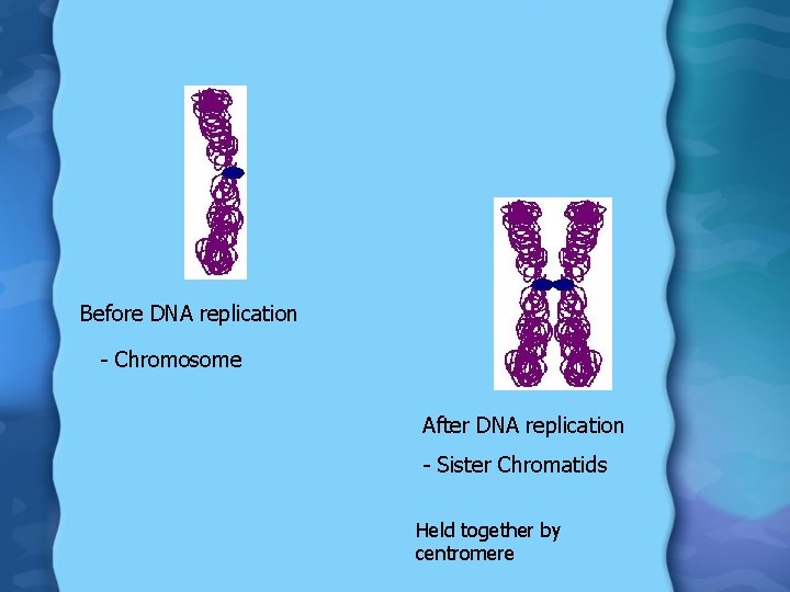 Before DNA replication - Chromosome After DNA replication - Sister Chromatids Held together by
