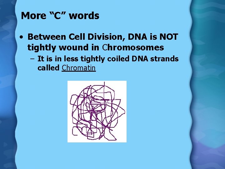 More “C” words • Between Cell Division, DNA is NOT tightly wound in Chromosomes