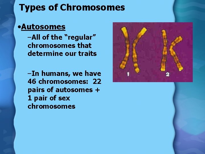 Types of Chromosomes • Autosomes –All of the “regular” chromosomes that determine our traits