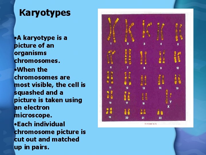 Karyotypes • A karyotype is a picture of an organisms chromosomes. • When the