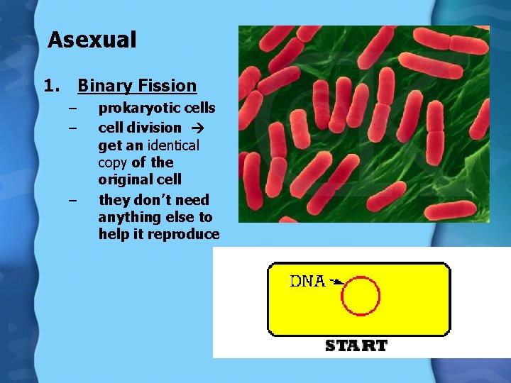 Asexual 1. Binary Fission – – – prokaryotic cells cell division get an identical