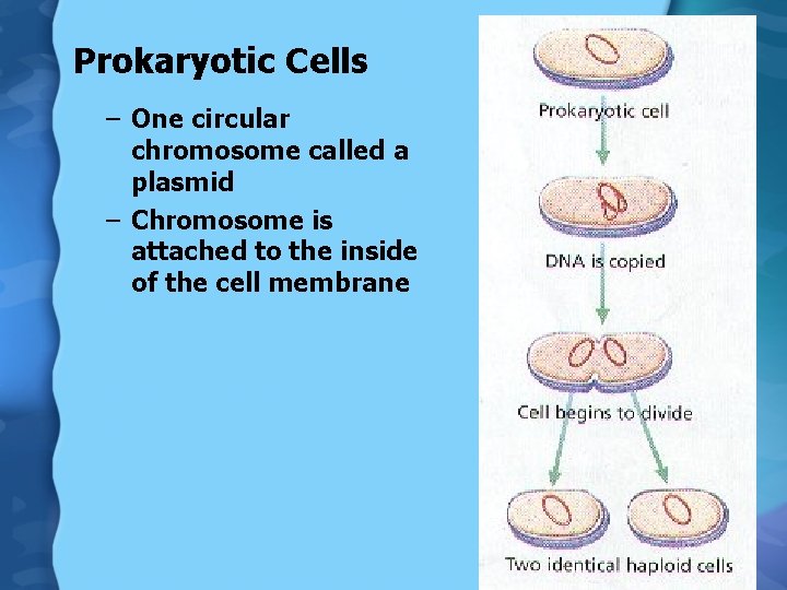 Prokaryotic Cells – One circular chromosome called a plasmid – Chromosome is attached to