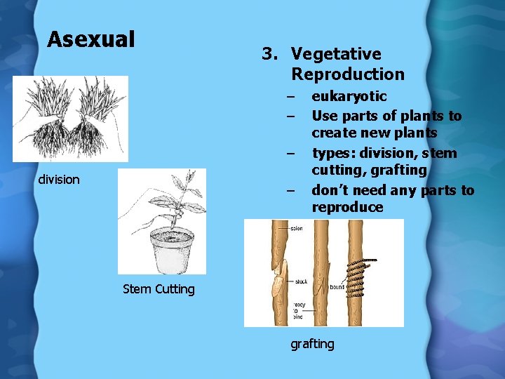 Asexual 3. Vegetative Reproduction – – – division – eukaryotic Use parts of plants