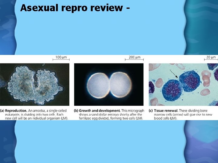Asexual repro review - 