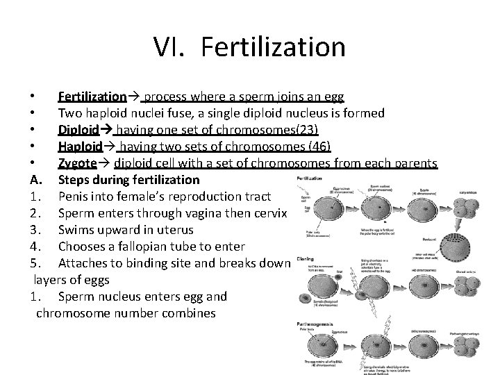 VI. Fertilization • Fertilization process where a sperm joins an egg • Two haploid