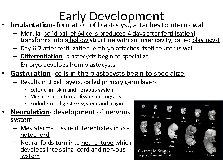 Early Development • Implantation- formation of blastocyst, attaches to uterus wall – Morula [solid