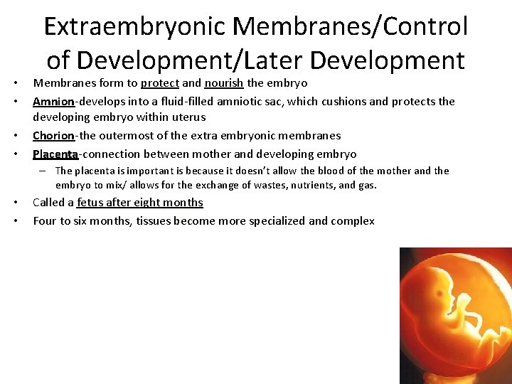  • • Extraembryonic Membranes/Control of Development/Later Development Membranes form to protect and nourish