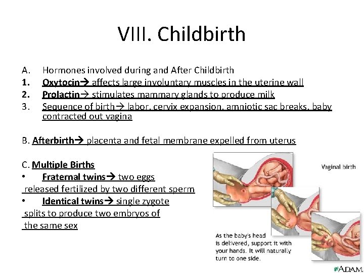 VIII. Childbirth A. 1. 2. 3. Hormones involved during and After Childbirth Oxytocin affects