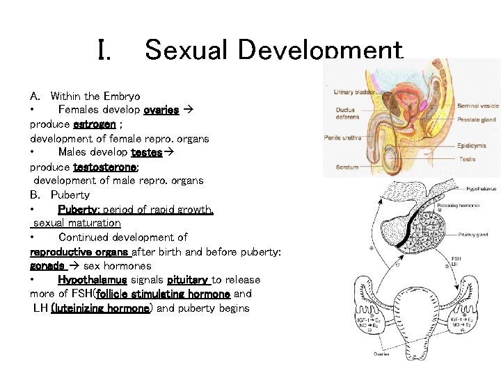 I. Sexual Development A. Within the Embryo • Females develop ovaries produce estrogen ;