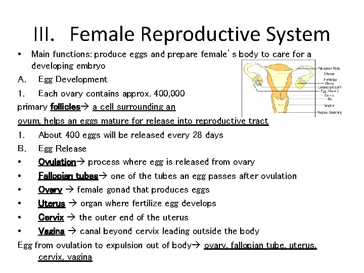 III. Female Reproductive System • Main functions: produce eggs and prepare female’s body to