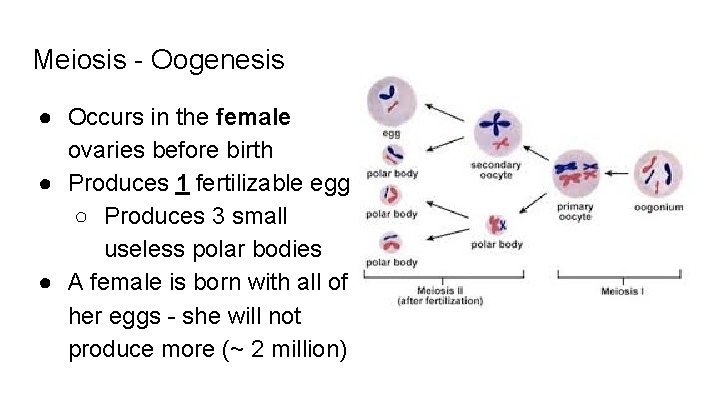 Meiosis - Oogenesis ● Occurs in the female ovaries before birth ● Produces 1