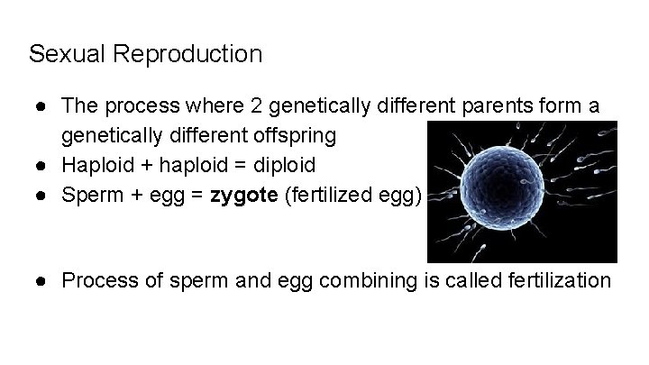 Sexual Reproduction ● The process where 2 genetically different parents form a genetically different