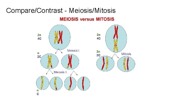 Compare/Contrast - Meiosis/Mitosis 