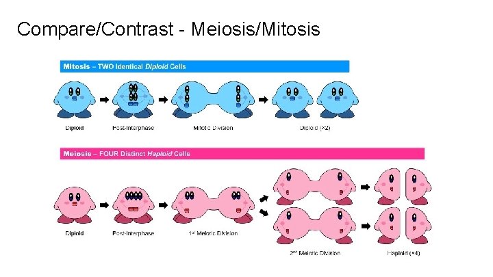 Compare/Contrast - Meiosis/Mitosis 