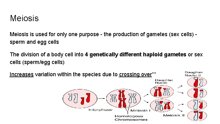 Meiosis is used for only one purpose - the production of gametes (sex cells)