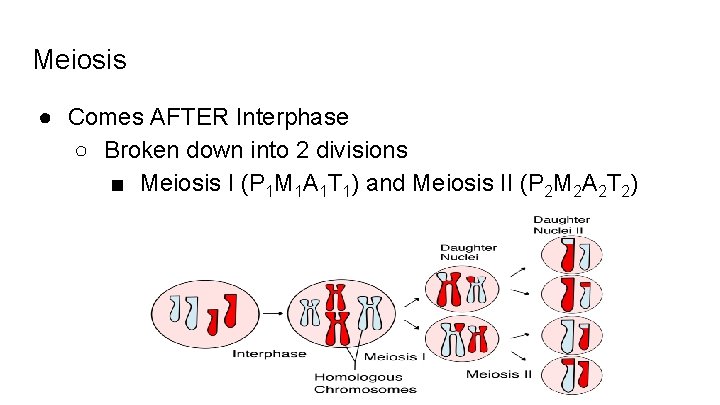 Meiosis ● Comes AFTER Interphase ○ Broken down into 2 divisions ■ Meiosis I