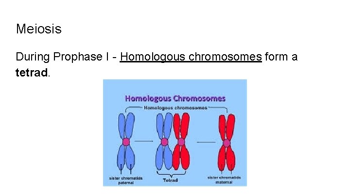 Meiosis During Prophase I - Homologous chromosomes form a tetrad. 
