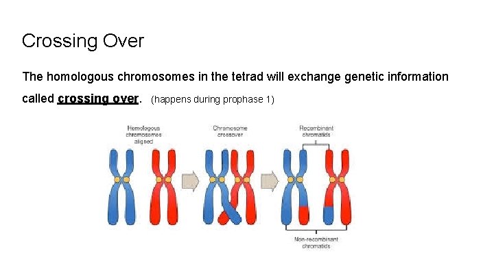 Crossing Over The homologous chromosomes in the tetrad will exchange genetic information called crossing