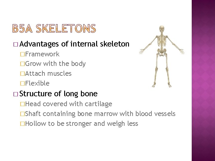 � Advantages of internal skeleton �Framework �Grow with the body �Attach muscles �Flexible �