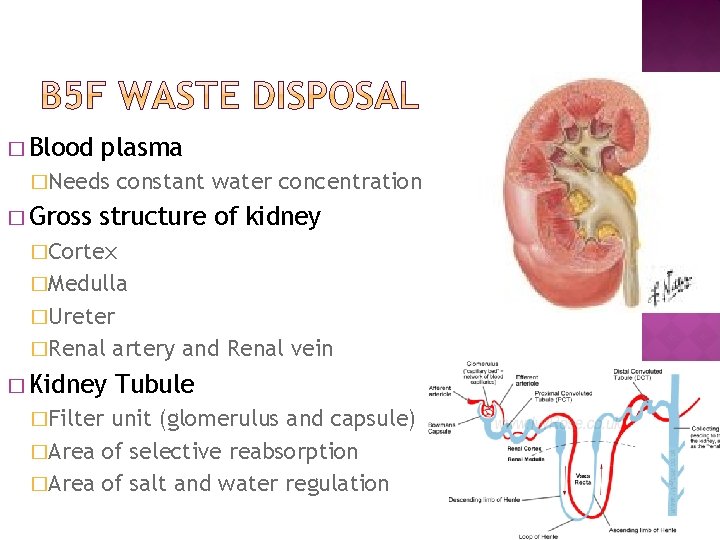 � Blood plasma �Needs � Gross constant water concentration structure of kidney �Cortex �Medulla