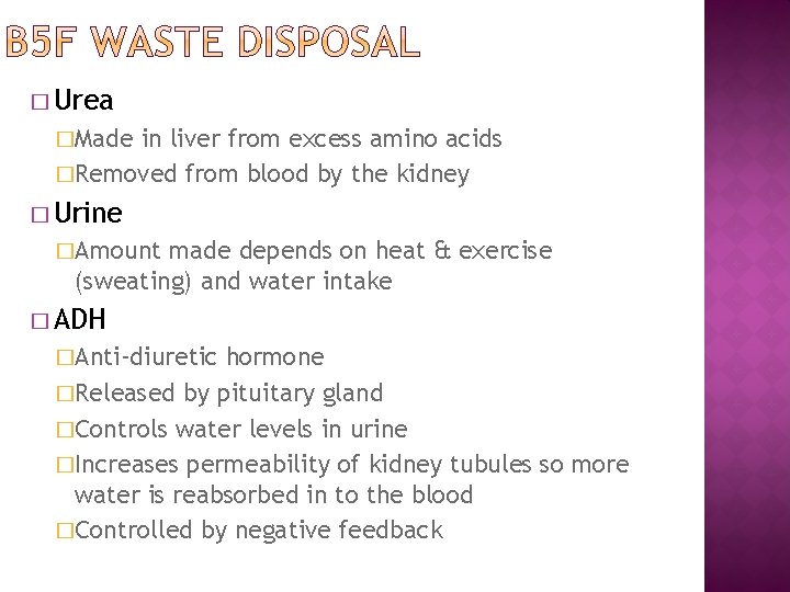 � Urea �Made in liver from excess amino acids �Removed from blood by the